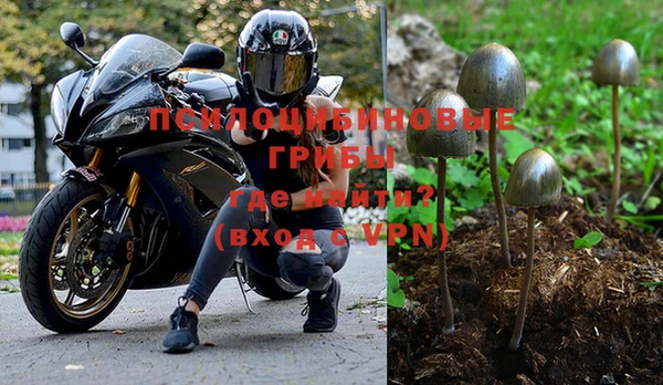 прущие грибы Кукмор